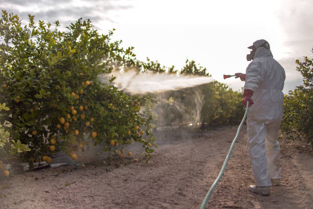 Best Local Pest Control Services  in Alsip, IL
